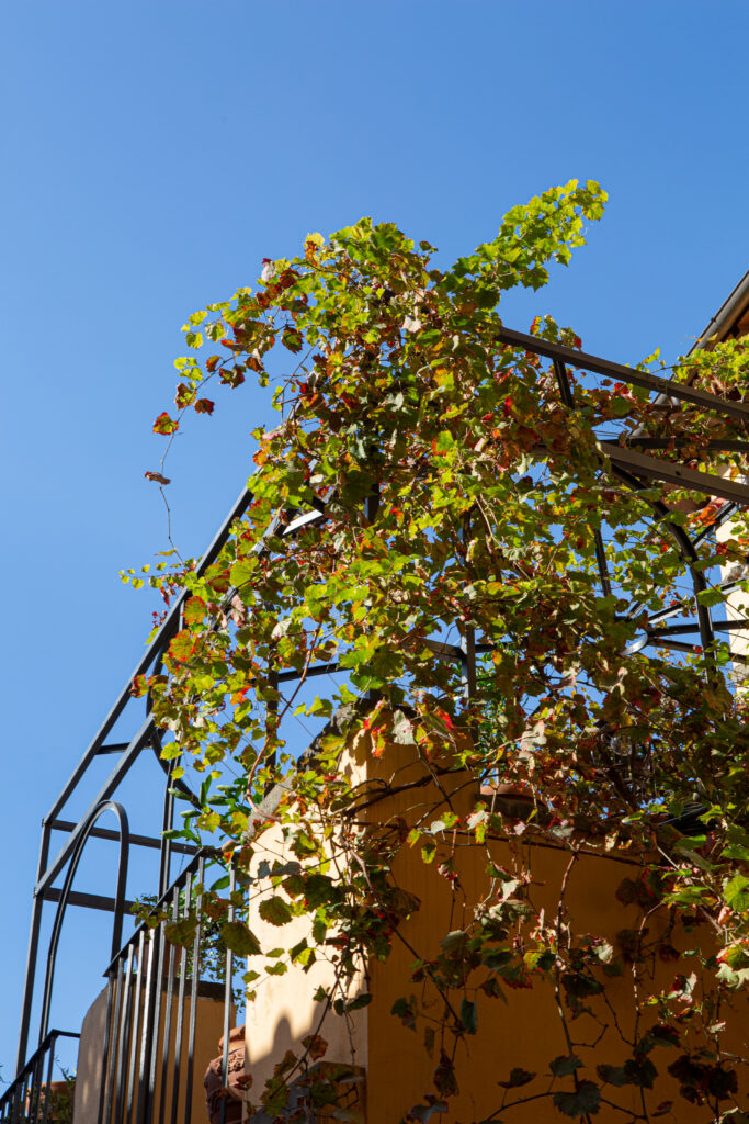 1. Vite secolare sulla terrazza dell’appartamento a Frascati